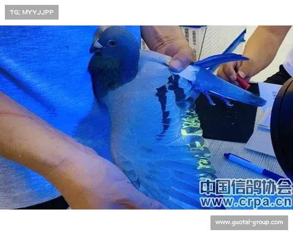 山西神奇赛事直播、山西神奇赛鸽俱乐部直播